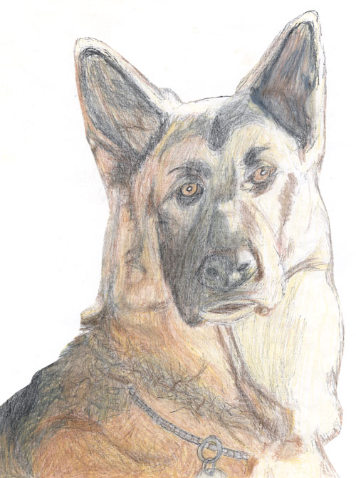 Claire Sterling Drawings Alsatian