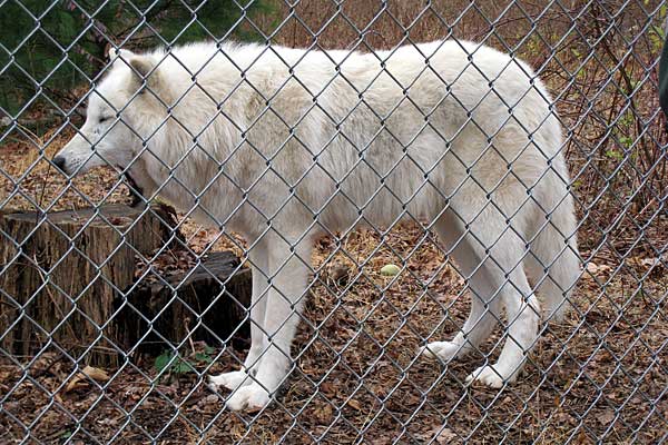 Atka Yawns at Wolf Conservation Center in South Salem, New York, USA