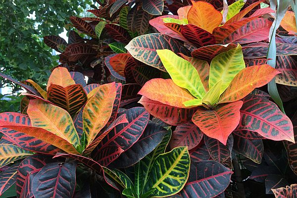 Croton Petra plant at the Brooklyn Botanic Garden, New York, USA