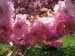 Cherry Blossoms at Brooklyn Botanic Garden, NY, USA