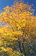 Autumn in Booth Bay, Maine, USA