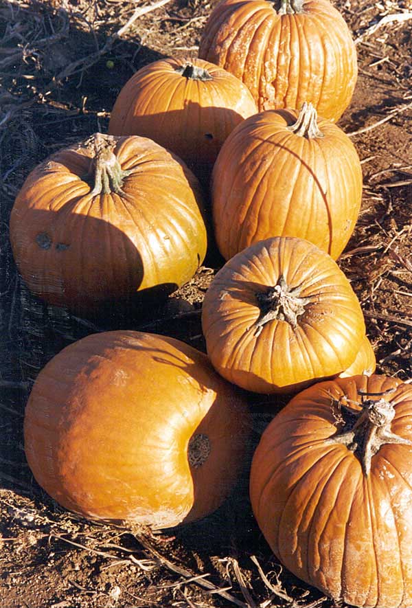 Pumpkin Picking in Chester, NJ, USA