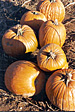 Pumpkin Picking in Chester, NJ, USA