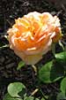 Rose at Frelinghuysen Arboretum, Whippany, New Jersey, USA