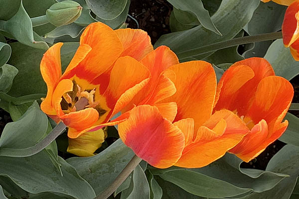 Fiery spring blooms at Longwood Gardens in Kennet Square, Pennsylvania, USA