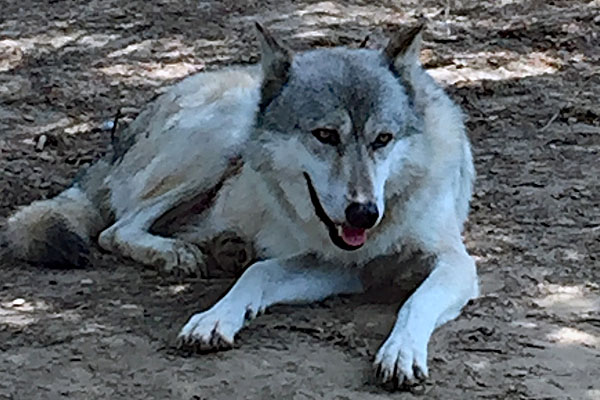 Wolfdog ambassador at Howling Woods Farm in Jackson Township, New Jersey, USA