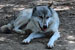 Wolfdog ambassador at Howling Woods Farm, Jackson Township, NJ, USA