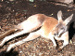 Lounging Kangaroo at Taronga Zoo in Sydney, New South Wales, Australia