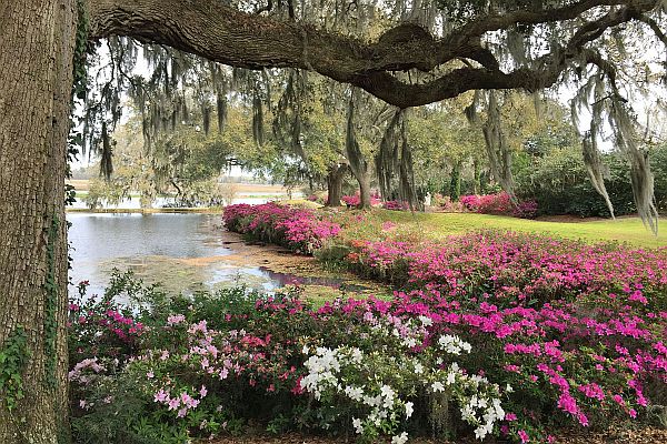 Azaleas at Middleton Place in Charleston, South Carolina, USA