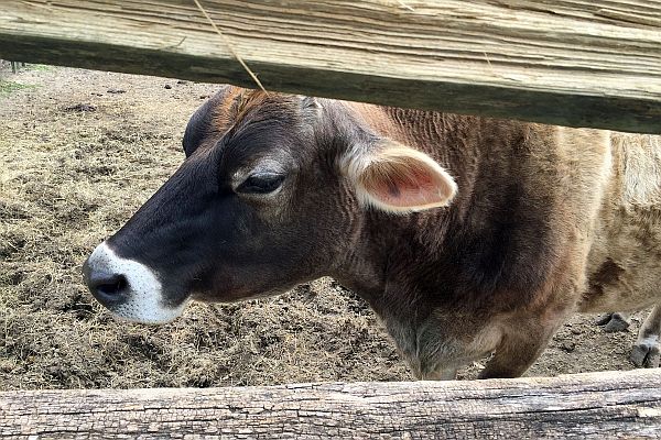 Lily the cow at Middleton Place in Charleston, South Carolina, USA