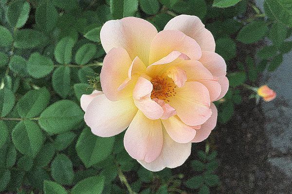 Flower at the New York Botanical Garden, New York, USA