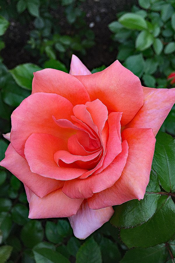 Rose at the New York Botanical Garden, New York, USA