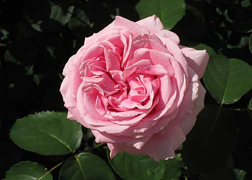 Rose at Frelinghuysen Arboretum, Whippany, New Jersey, USA